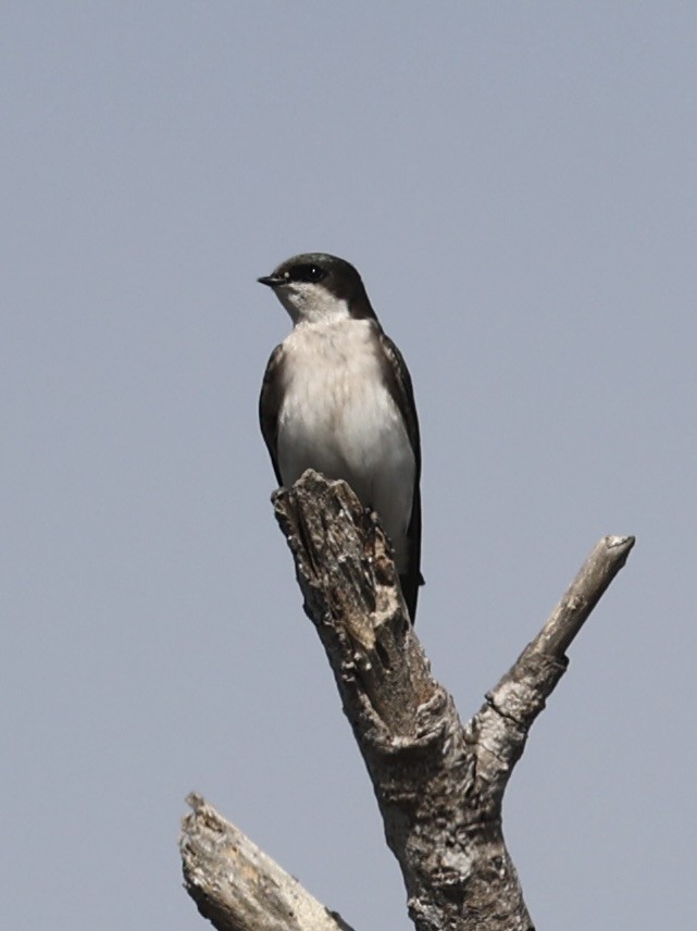 Golondrina Bicolor - ML615976803