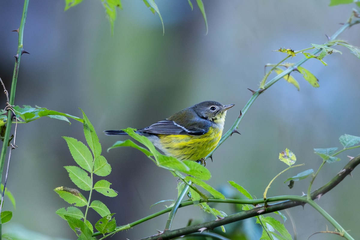 Magnolia Warbler - ML615976806