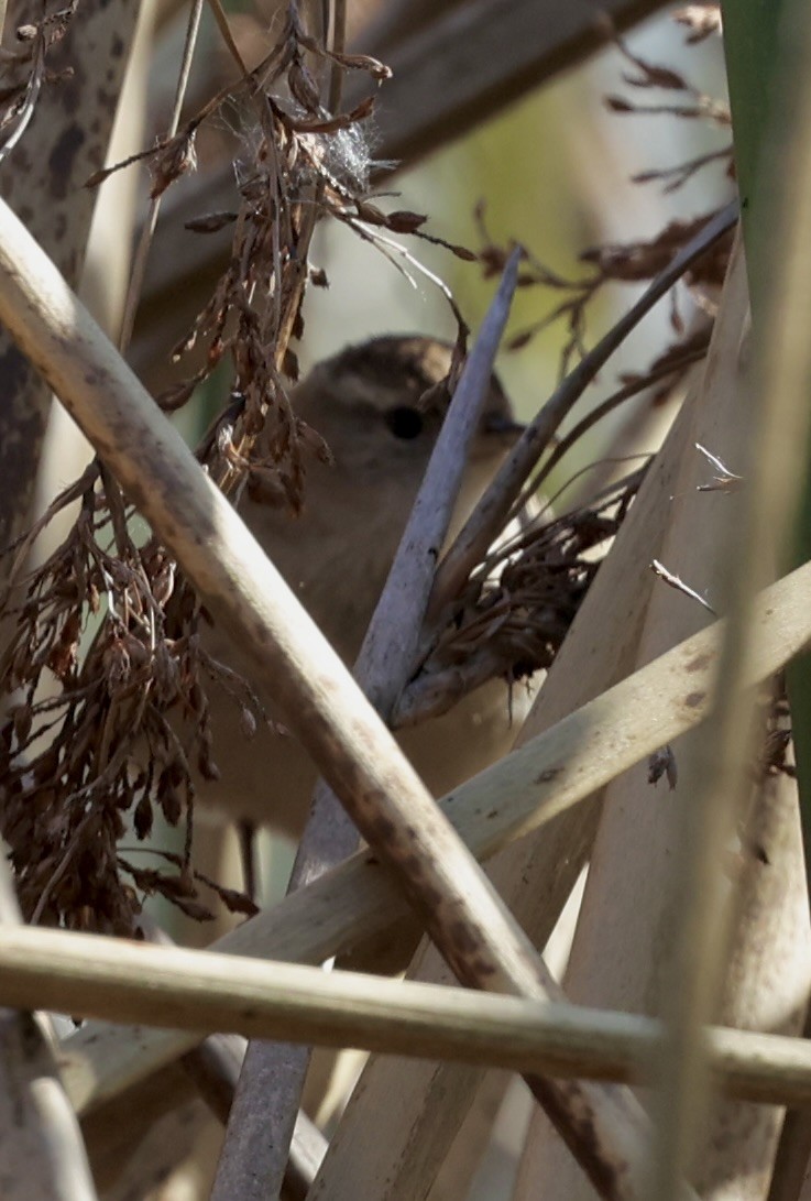 Marsh Wren - ML615976815