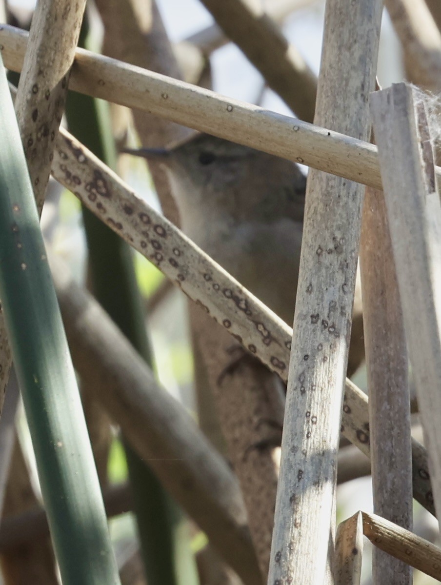 Marsh Wren - ML615976816