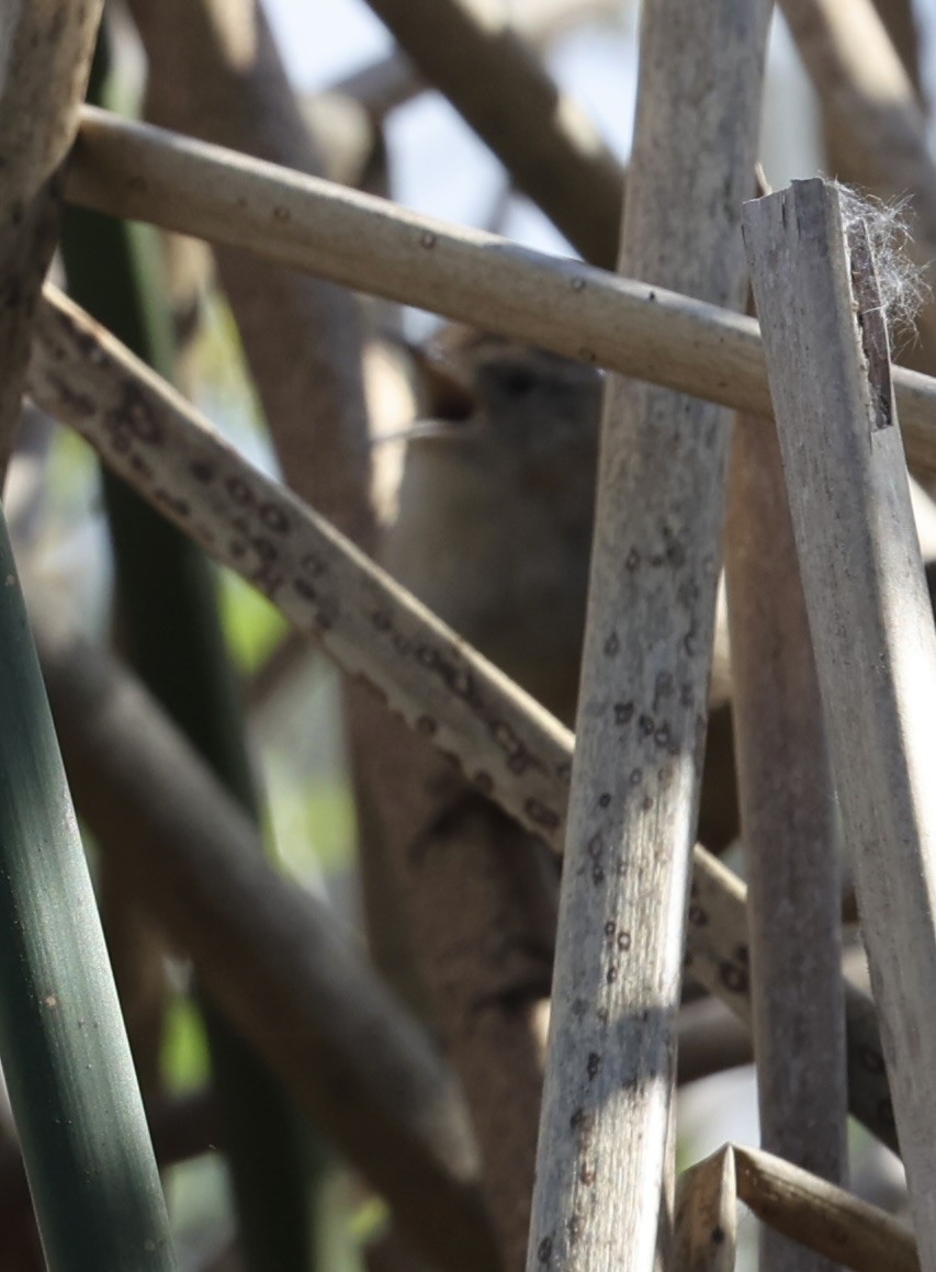 Marsh Wren - ML615976817