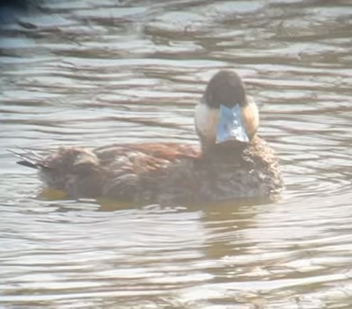 Ruddy Duck - ML615976825