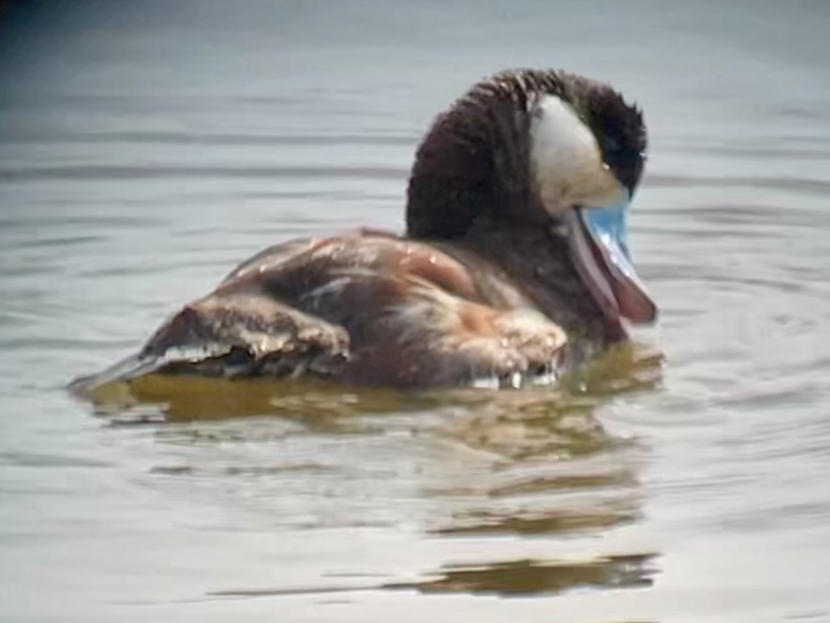 Ruddy Duck - Greg J