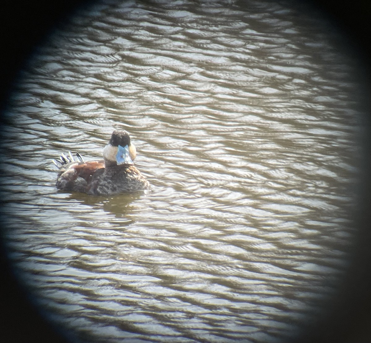 Ruddy Duck - ML615976829