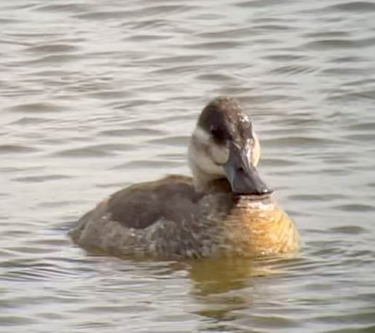 Ruddy Duck - ML615976833