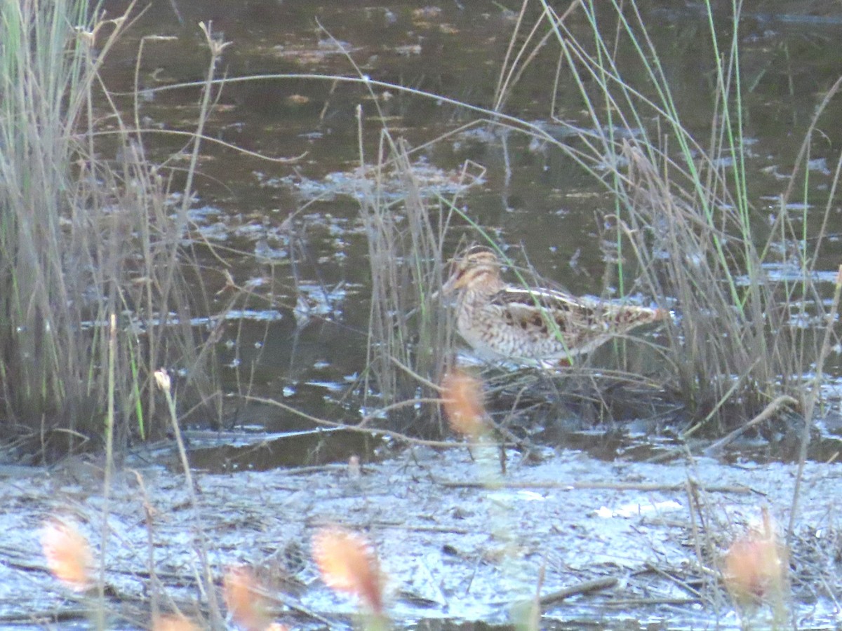 Latham's Snipe - ML615976834