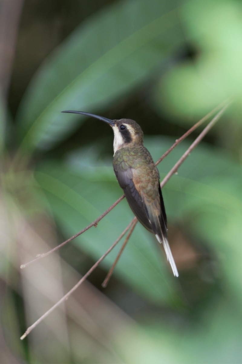 Pale-bellied Hermit - Daniel J. Riley