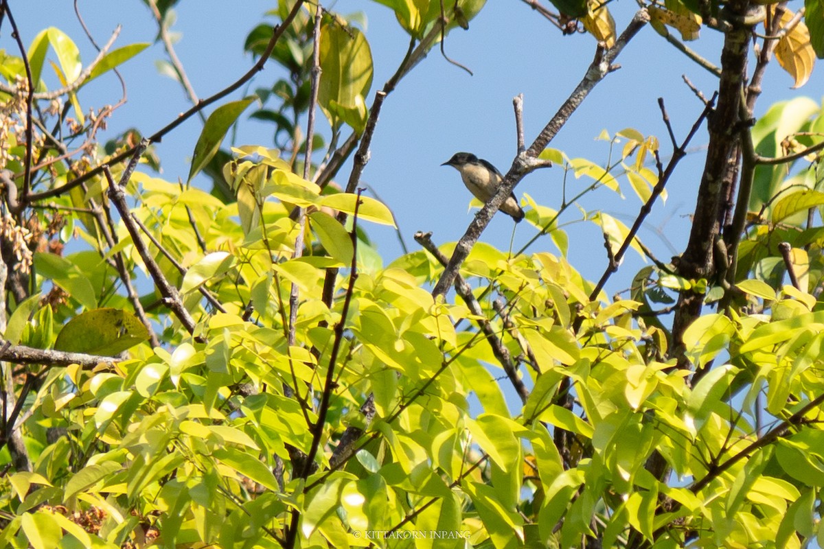 Cambodian Flowerpecker - Kittakorn Inpang