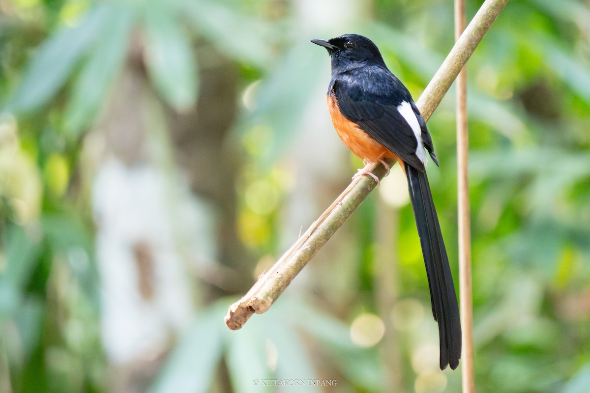 White-rumped Shama - Kittakorn Inpang