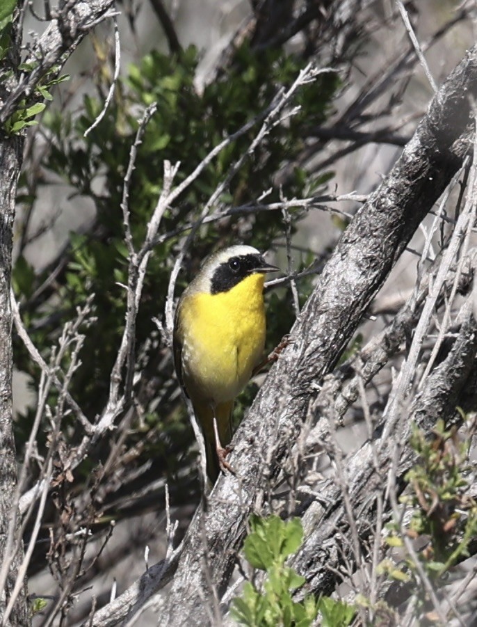 Common Yellowthroat - ML615976867