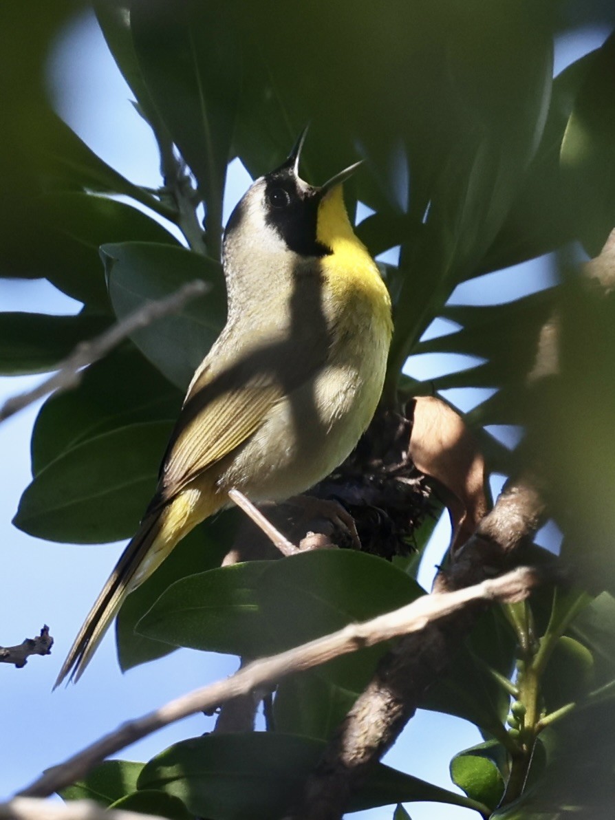 Common Yellowthroat - ML615976868