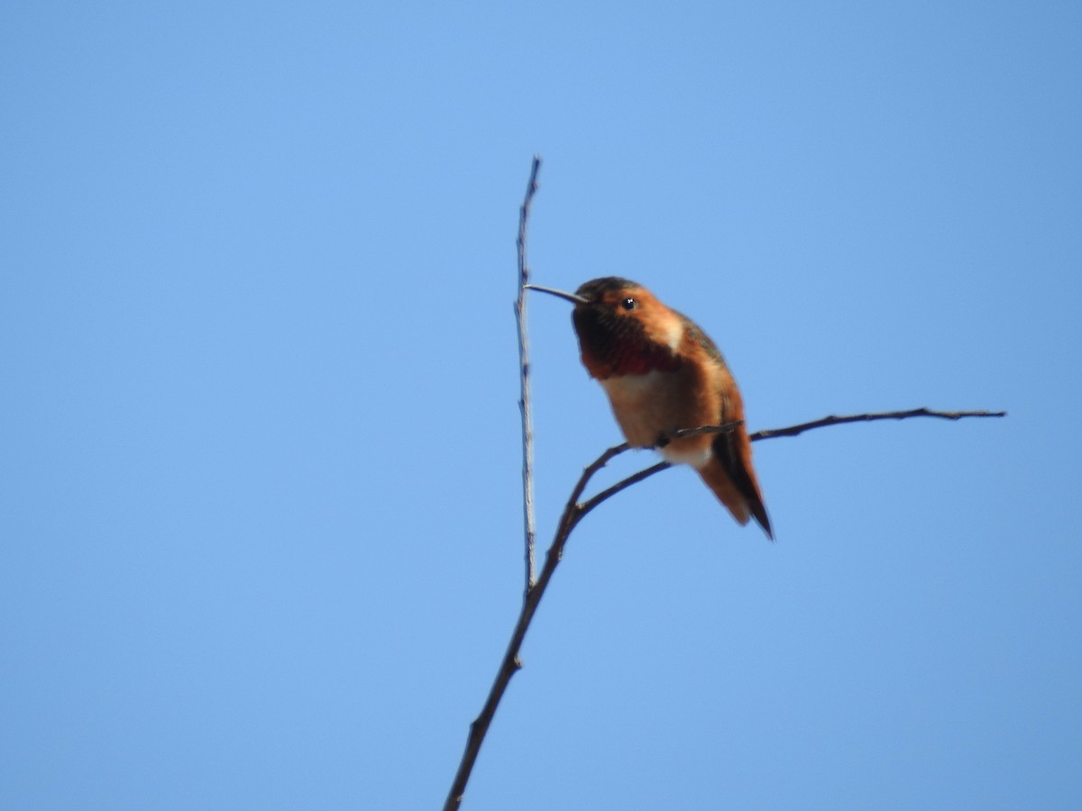 Colibrí de Allen - ML615976906