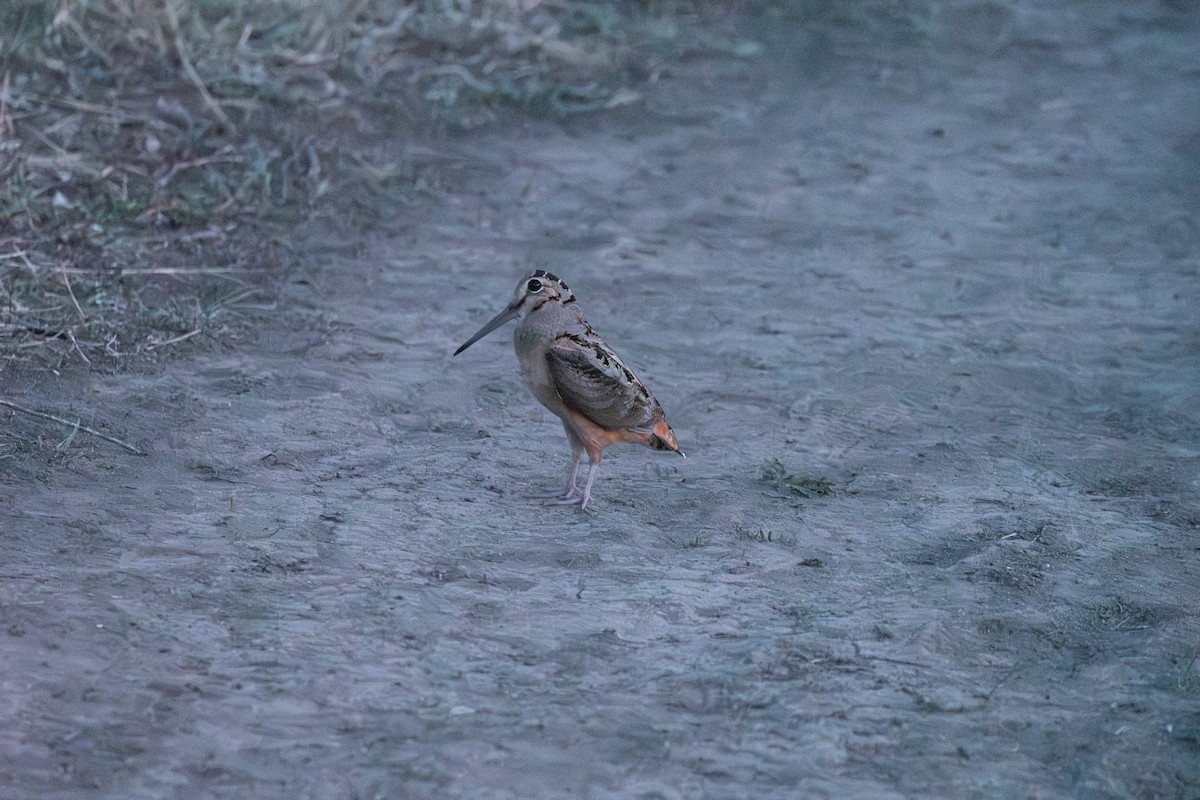 American Woodcock - ML615976917