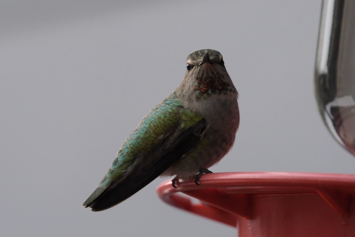 Anna's Hummingbird - ML615976921