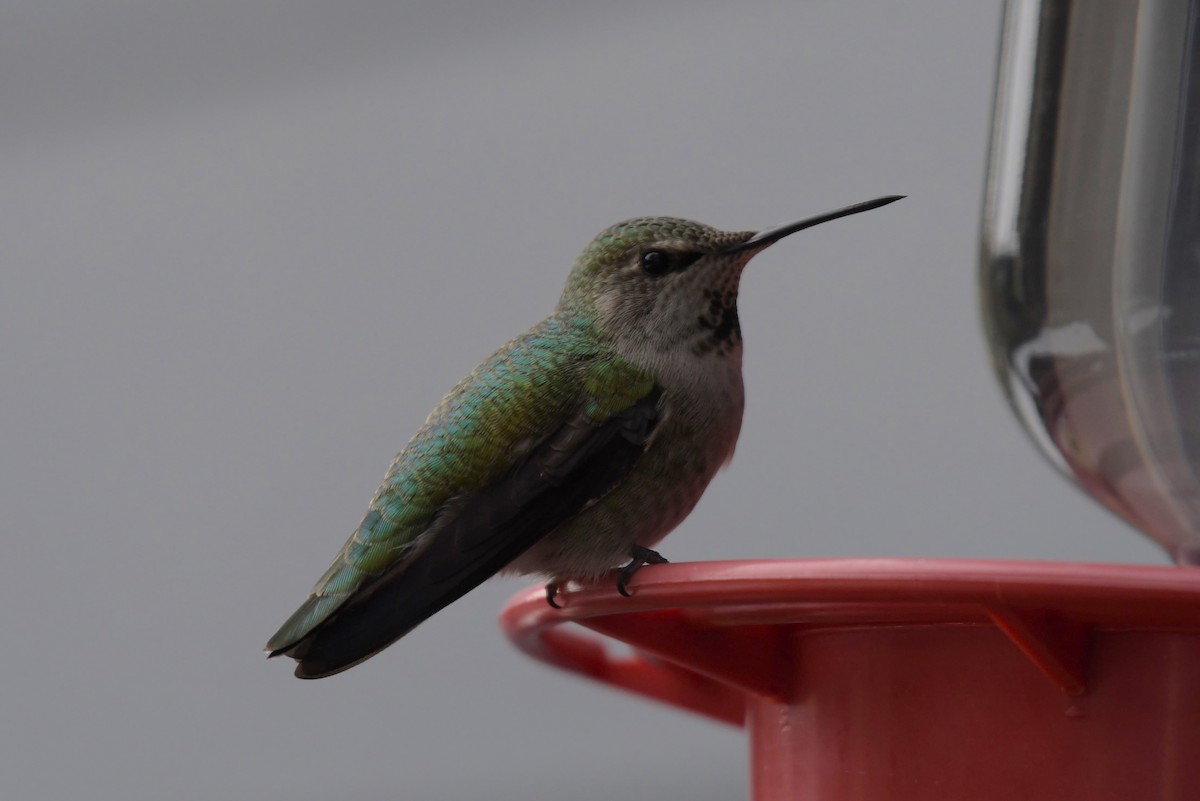 Anna's Hummingbird - ML615976922