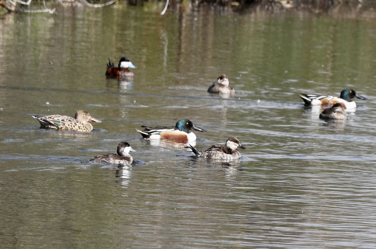 Northern Shoveler - ML615976950