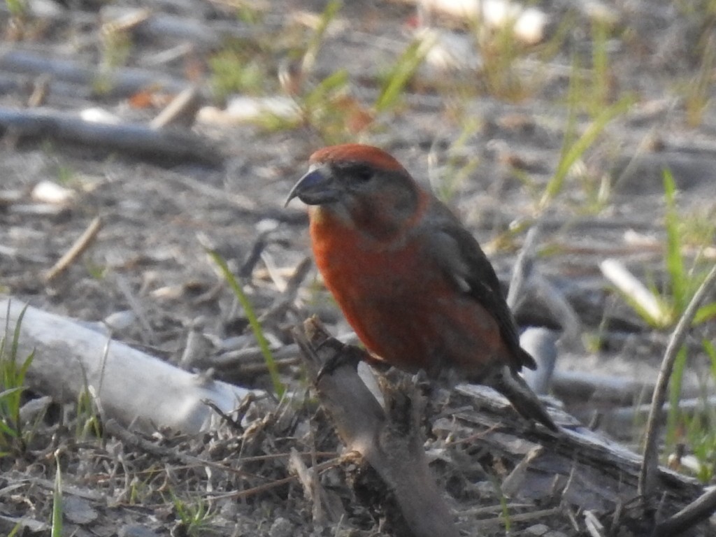 Red Crossbill - ML615976974