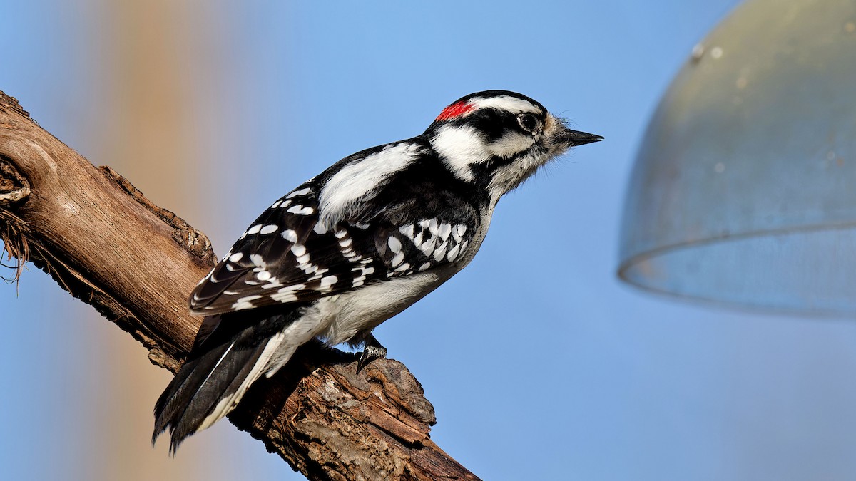 Downy Woodpecker - ML615976981