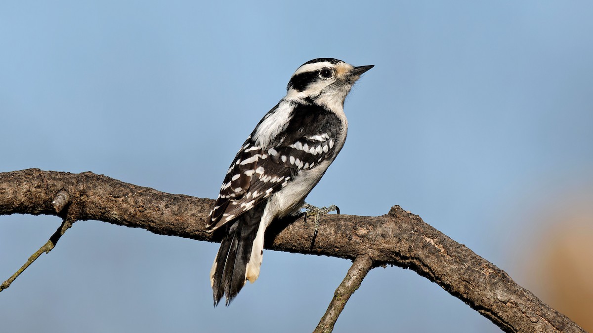 Downy Woodpecker - Craig Becker