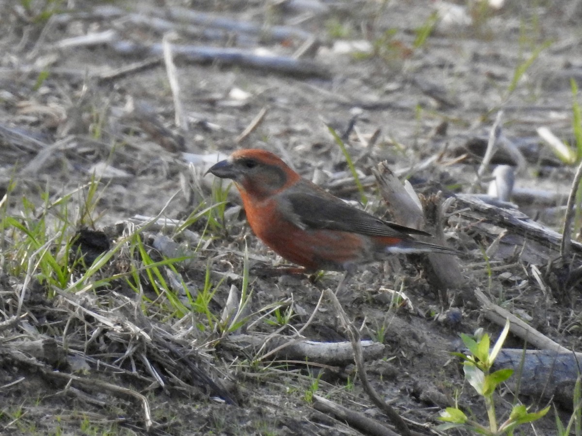 イスカ - ML615977053