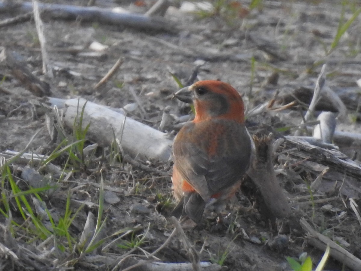 イスカ - ML615977063