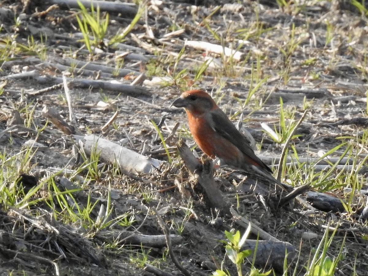 Red Crossbill - ML615977073
