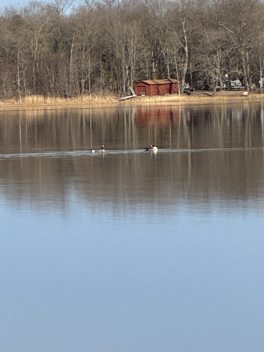 Branta kanadar handia - ML615977084