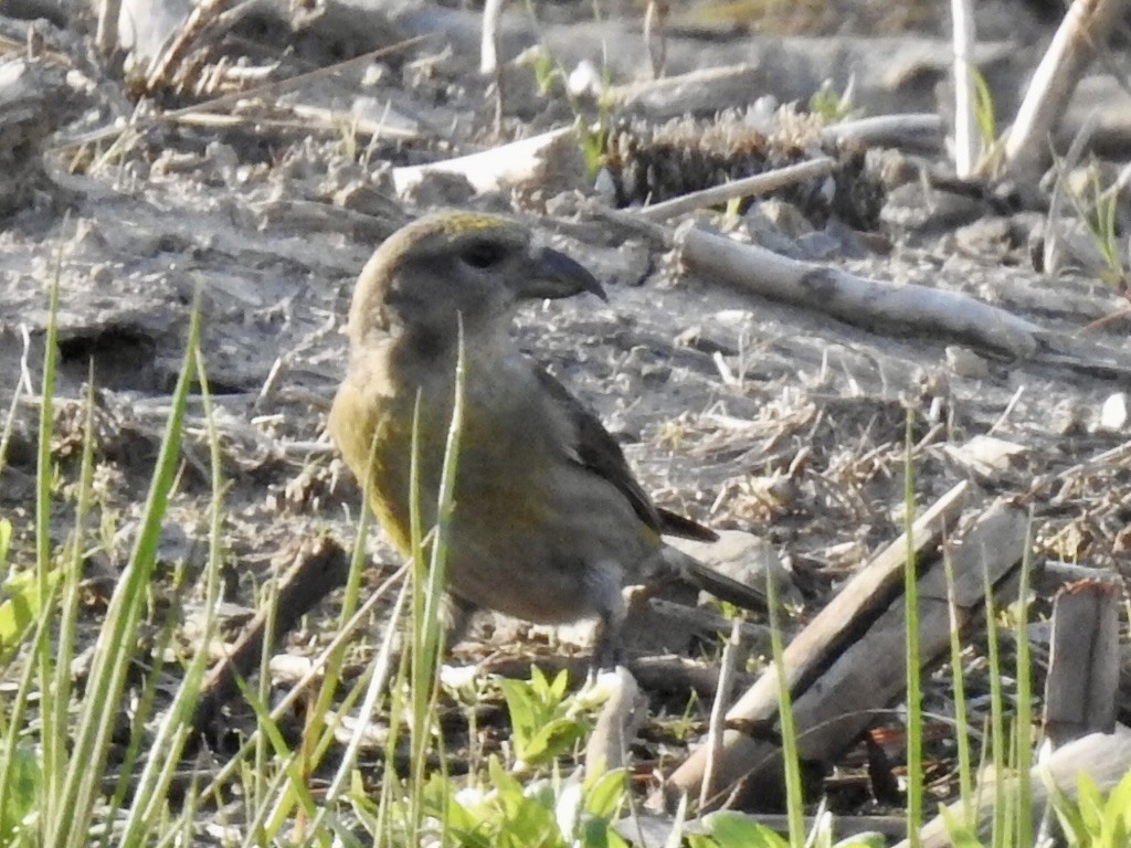 イスカ - ML615977092