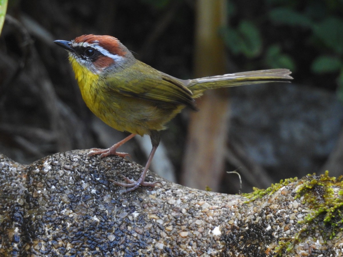 Rufous-capped Warbler (salvini) - ML615977128