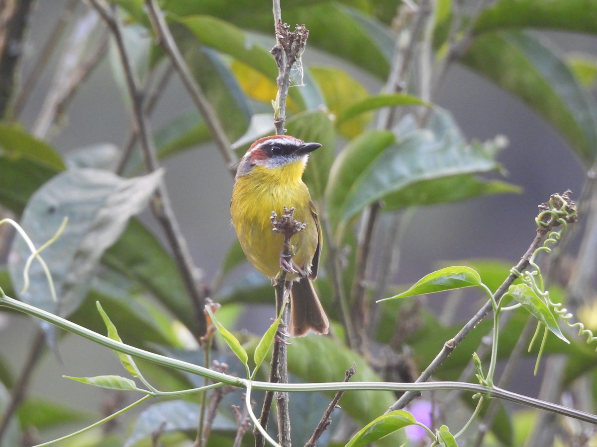 Rufous-capped Warbler (salvini) - M. A. Noack