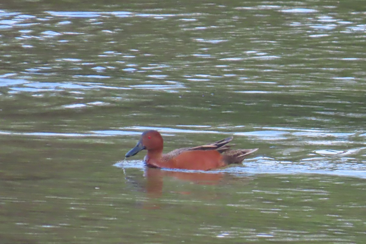 Cinnamon Teal - ML615977192