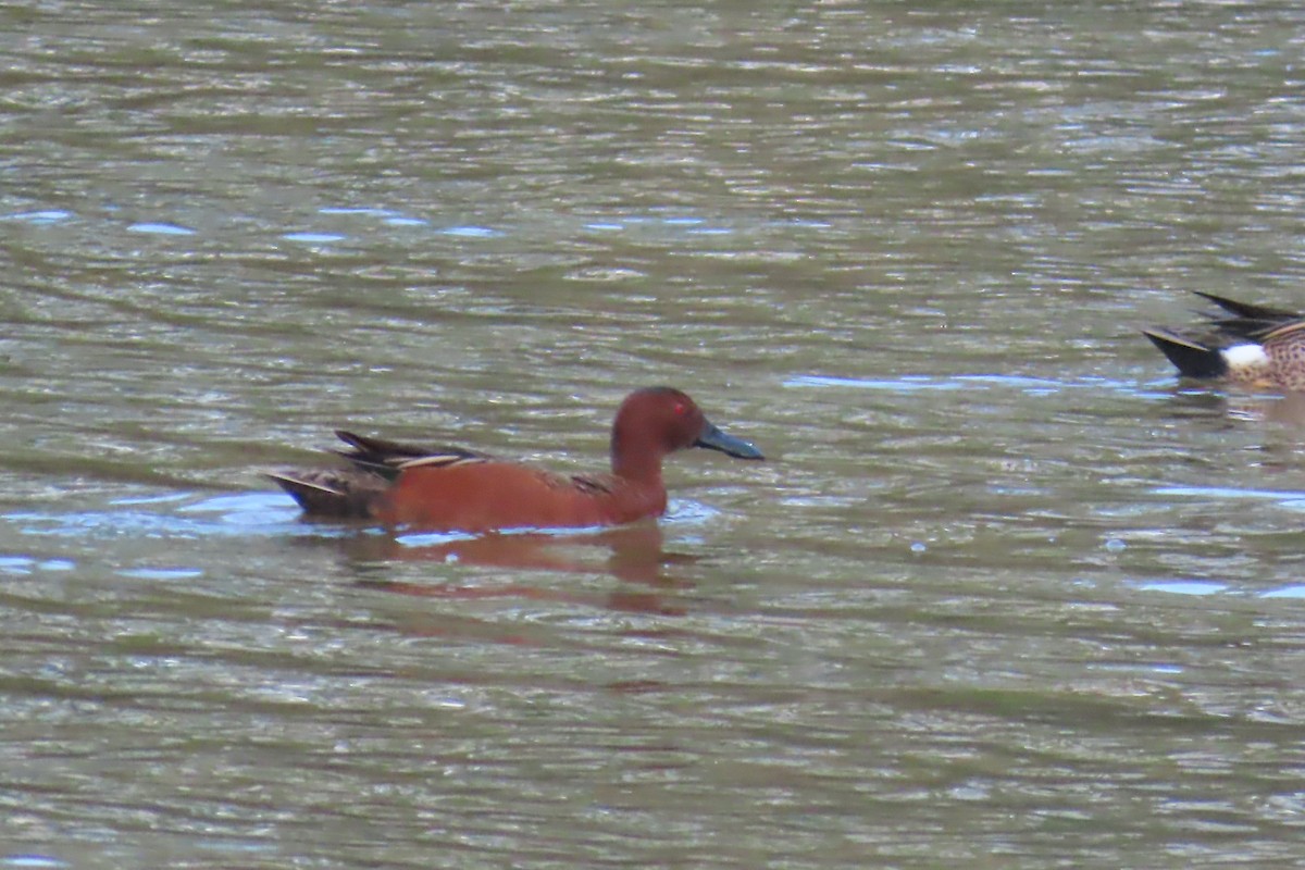 Cinnamon Teal - ML615977202