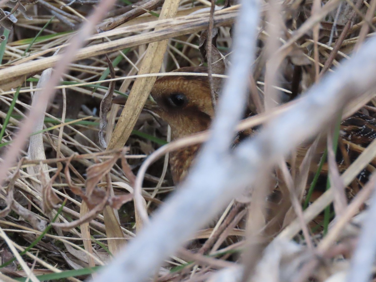 Yellow Rail - ML615977212