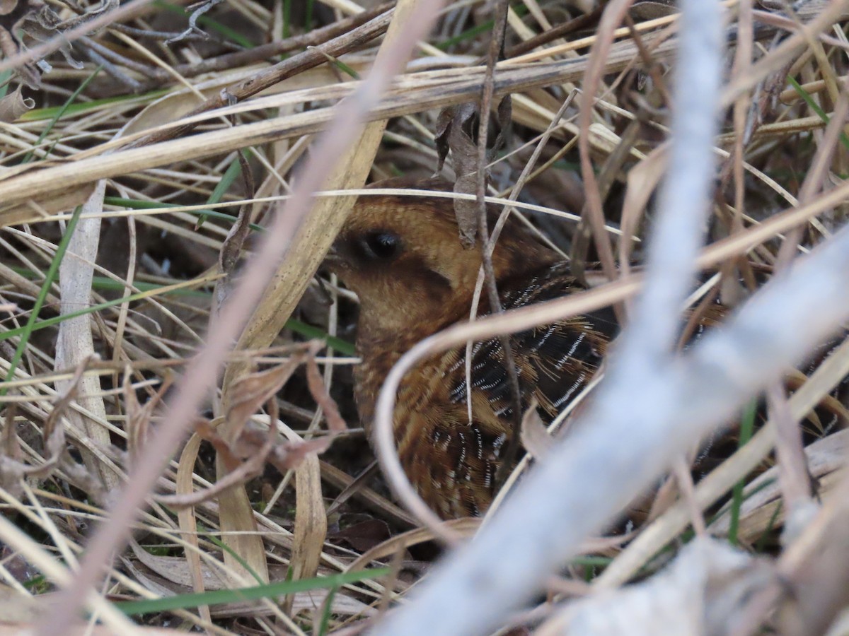 Yellow Rail - ML615977213