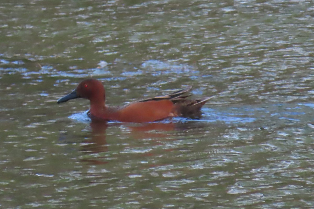 Cinnamon Teal - ML615977215