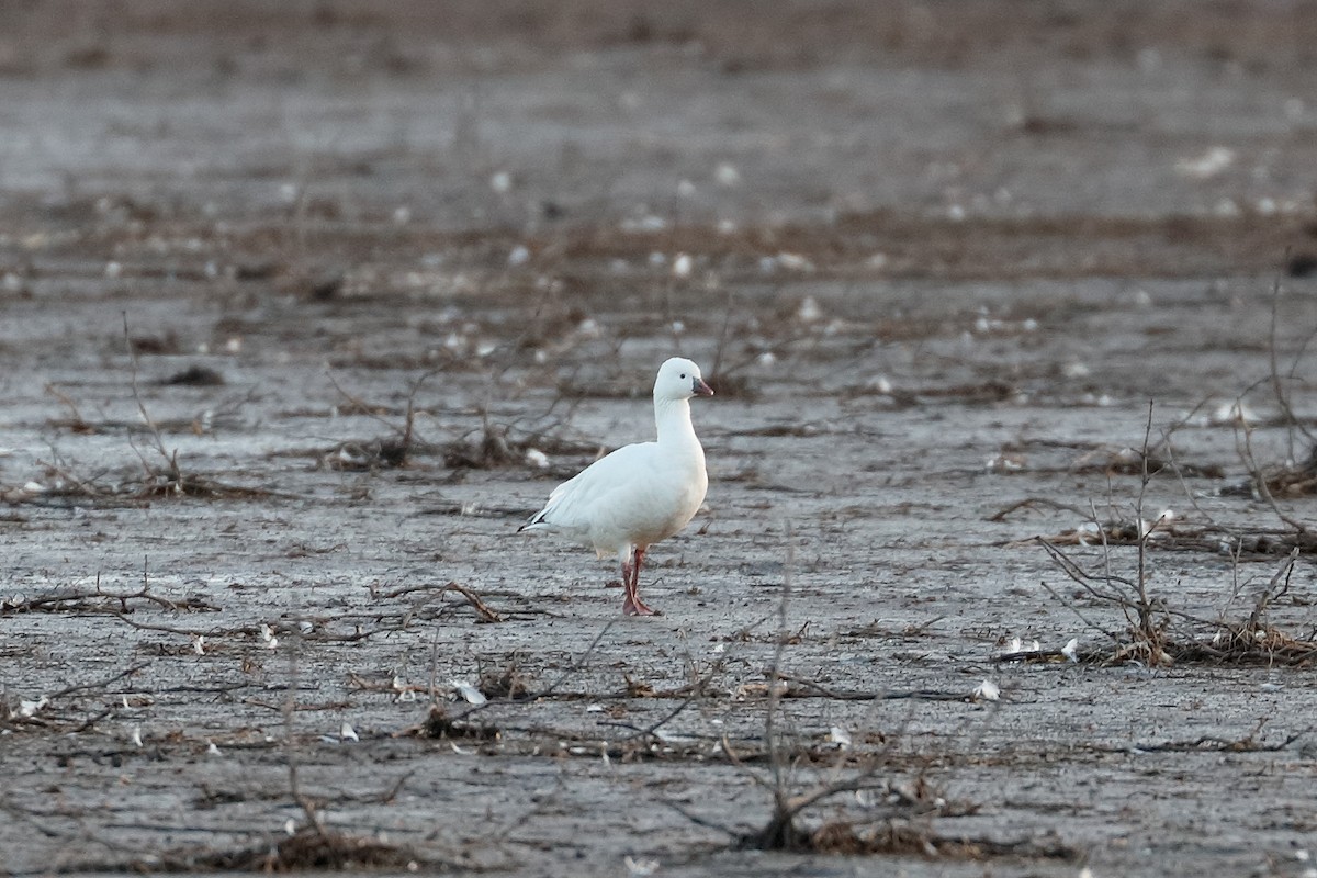 Ross's Goose - ML615977224