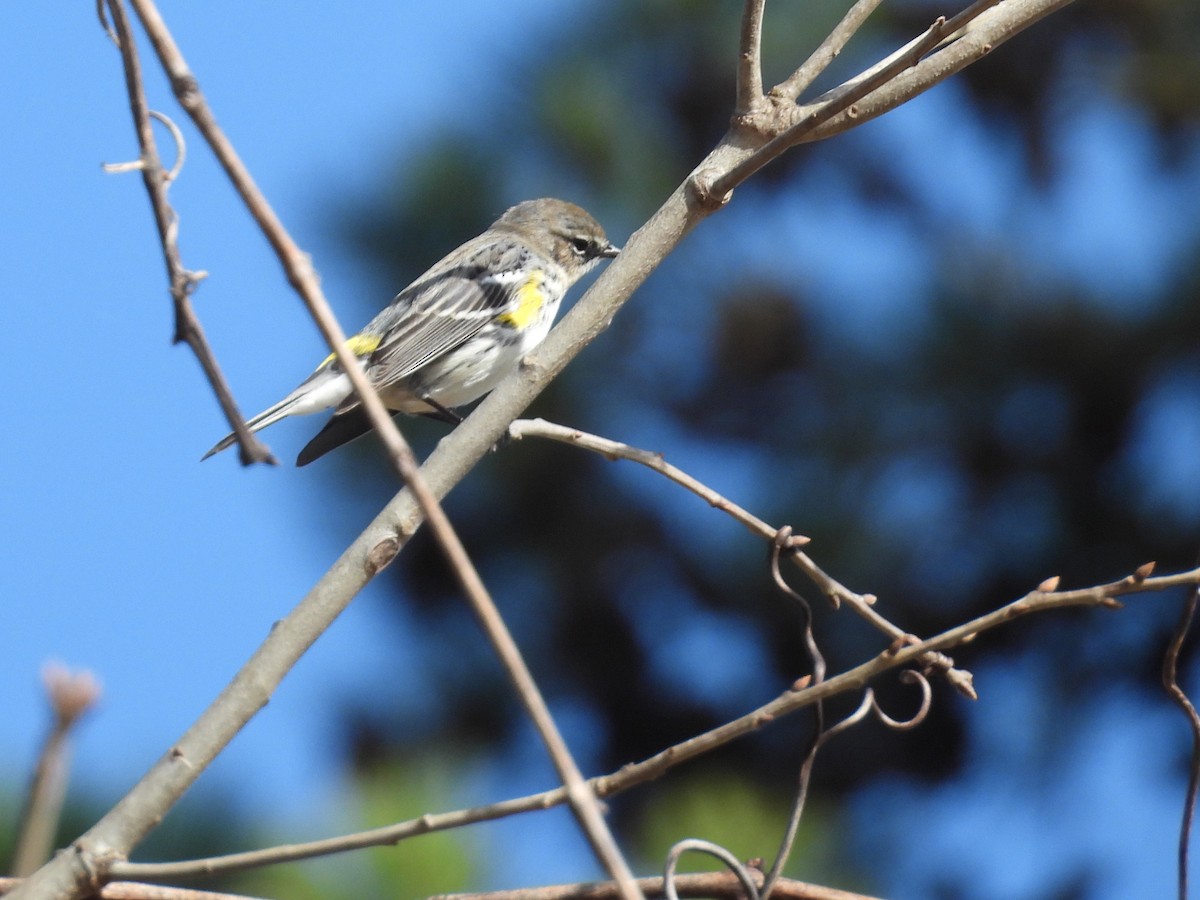 Yellow-rumped Warbler - Jeanene Daniels