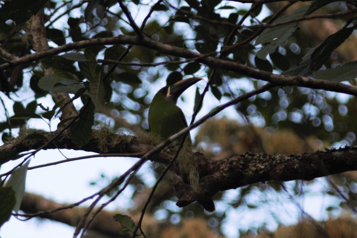 Southern Emerald-Toucanet (Santa Marta) - ML615977264