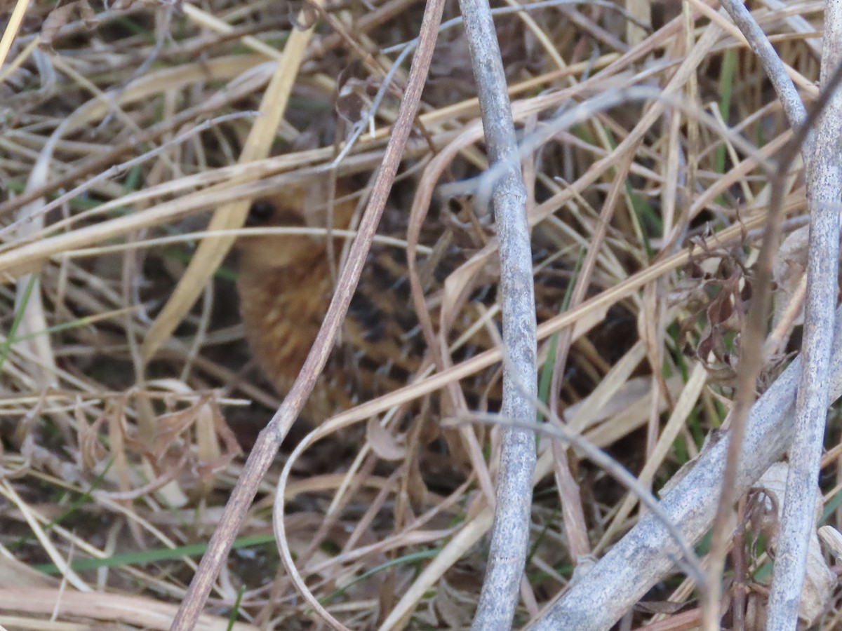 Yellow Rail - ML615977272