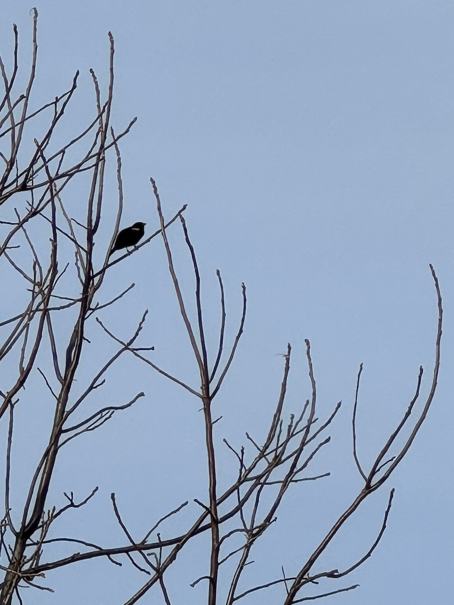 Red-winged Blackbird - ML615977282