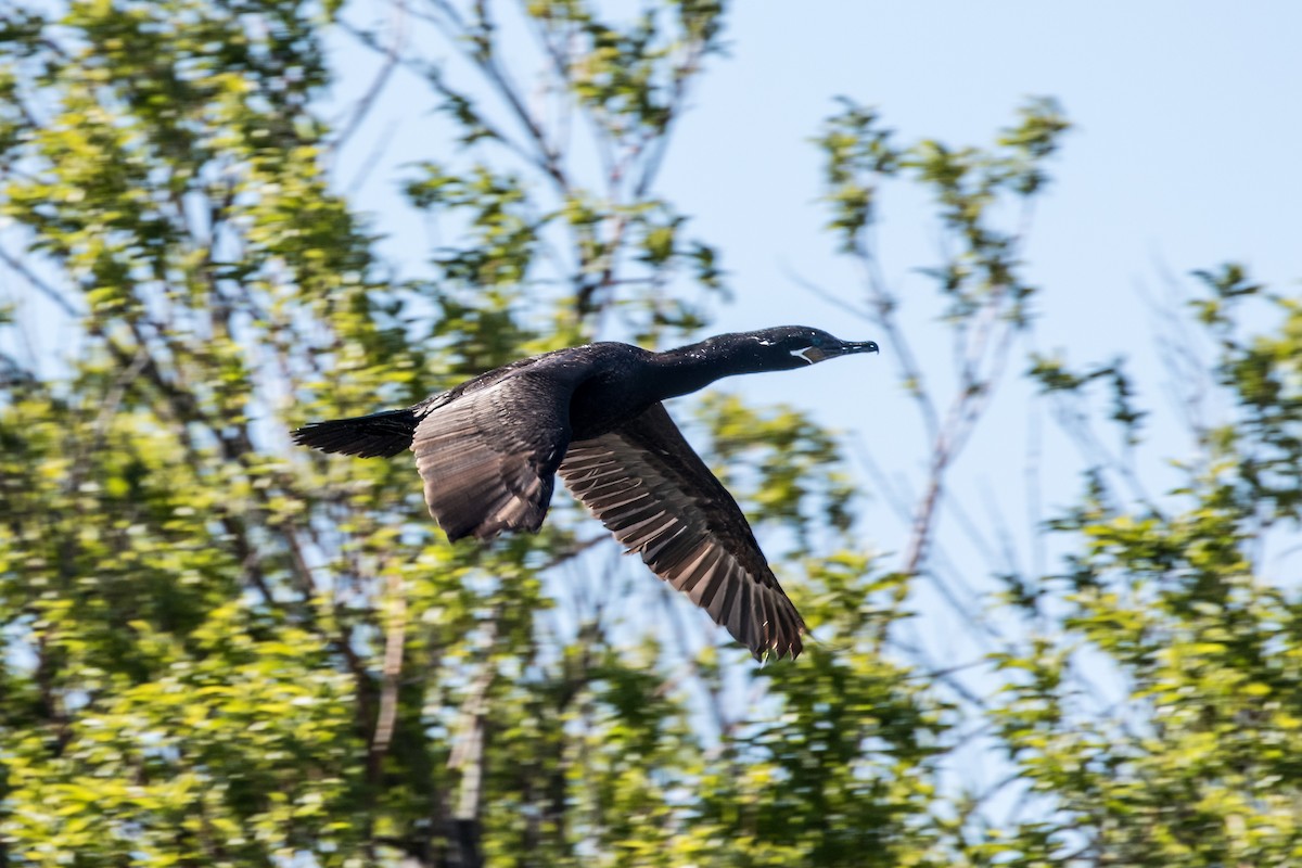 Neotropic Cormorant - Jodi Boe