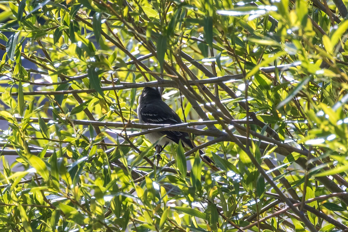 White-crested Elaenia - Jodi Boe