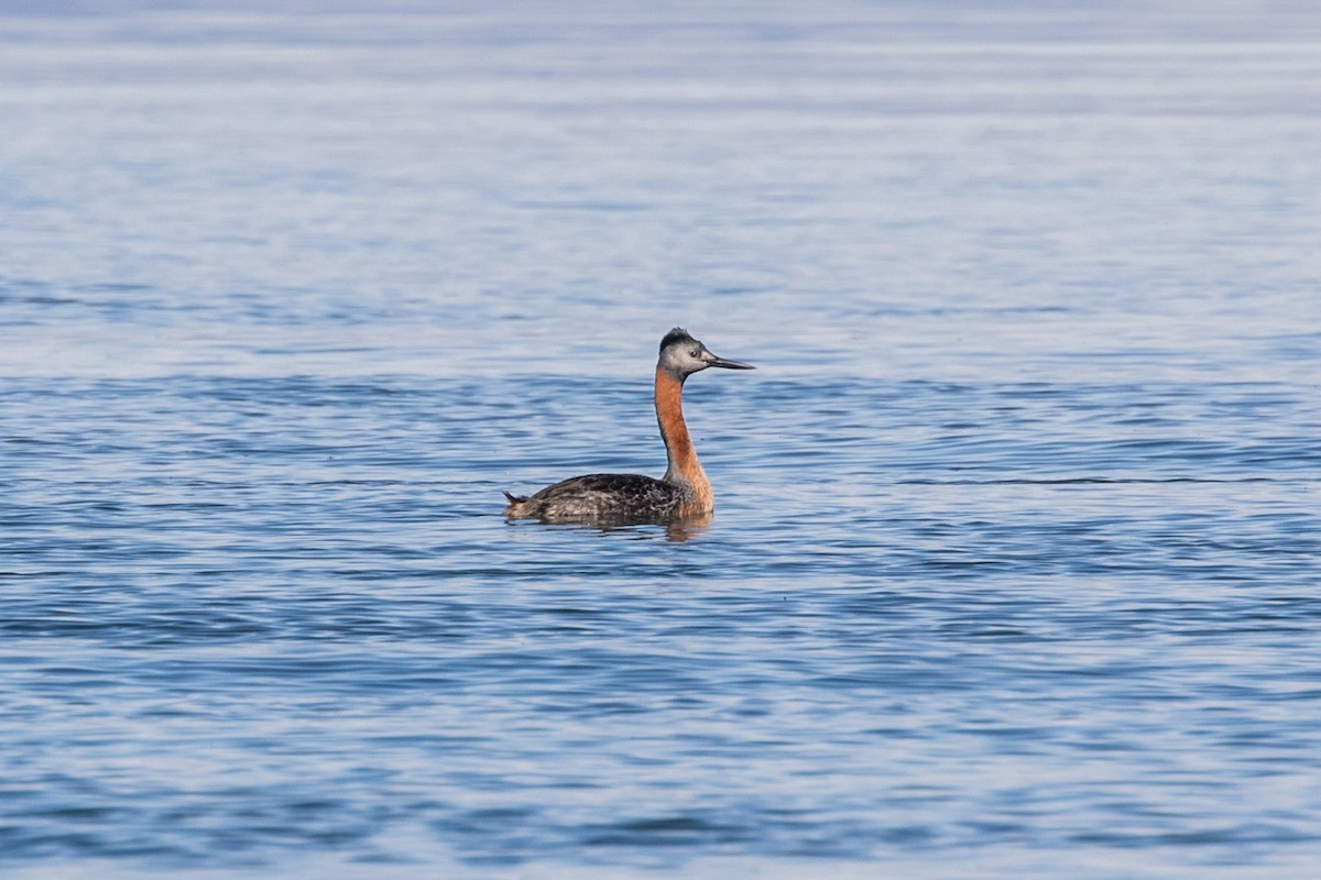 Great Grebe - ML615977304