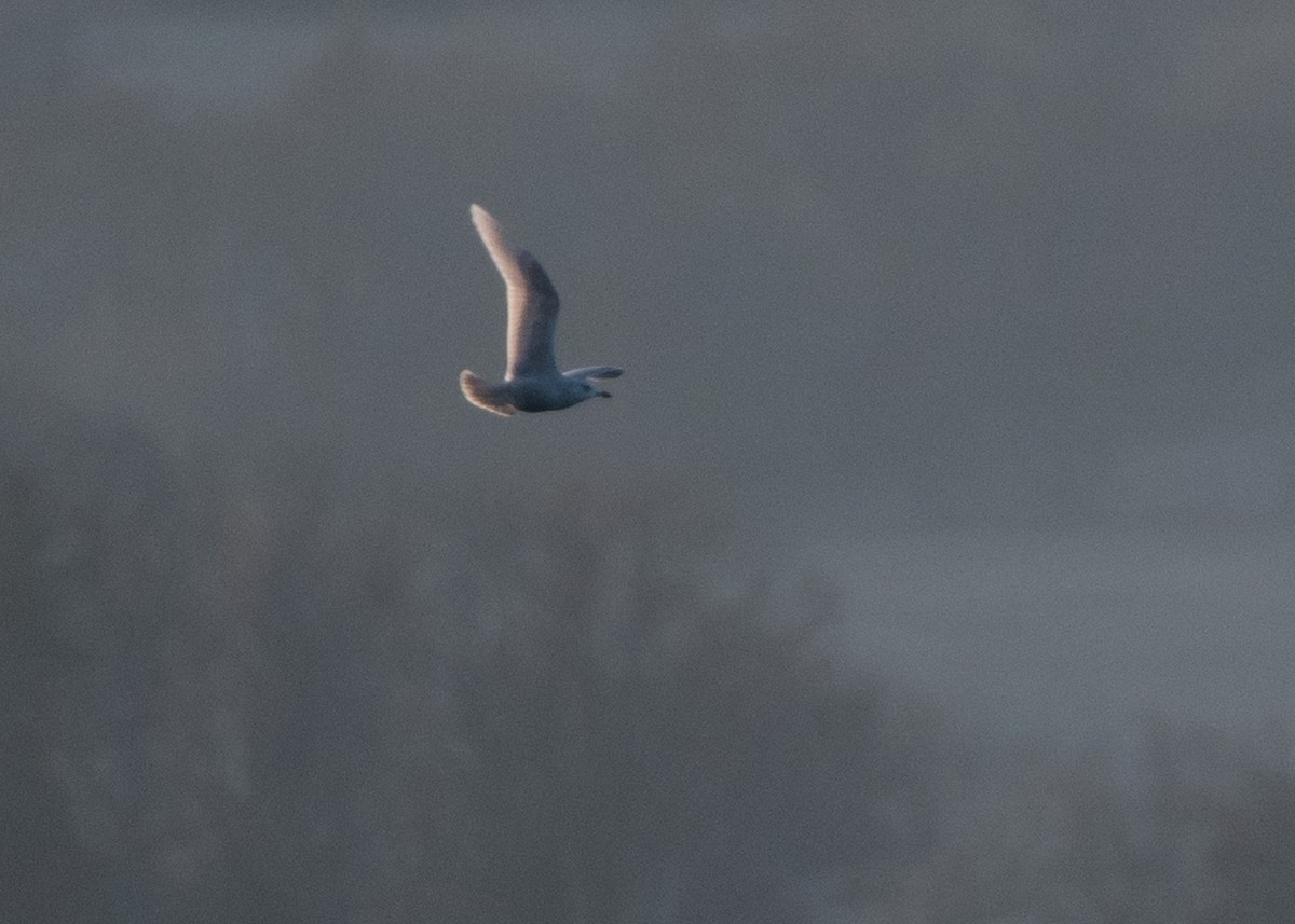 Iceland Gull (kumlieni) - ML615977384