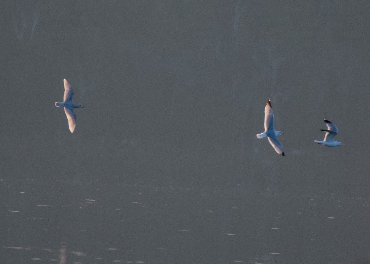 Iceland Gull (kumlieni) - ML615977385