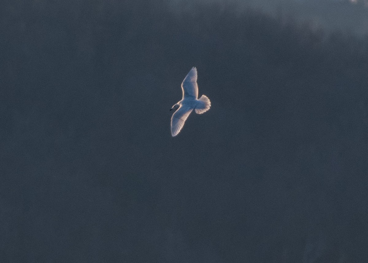 Iceland Gull (kumlieni) - ML615977386