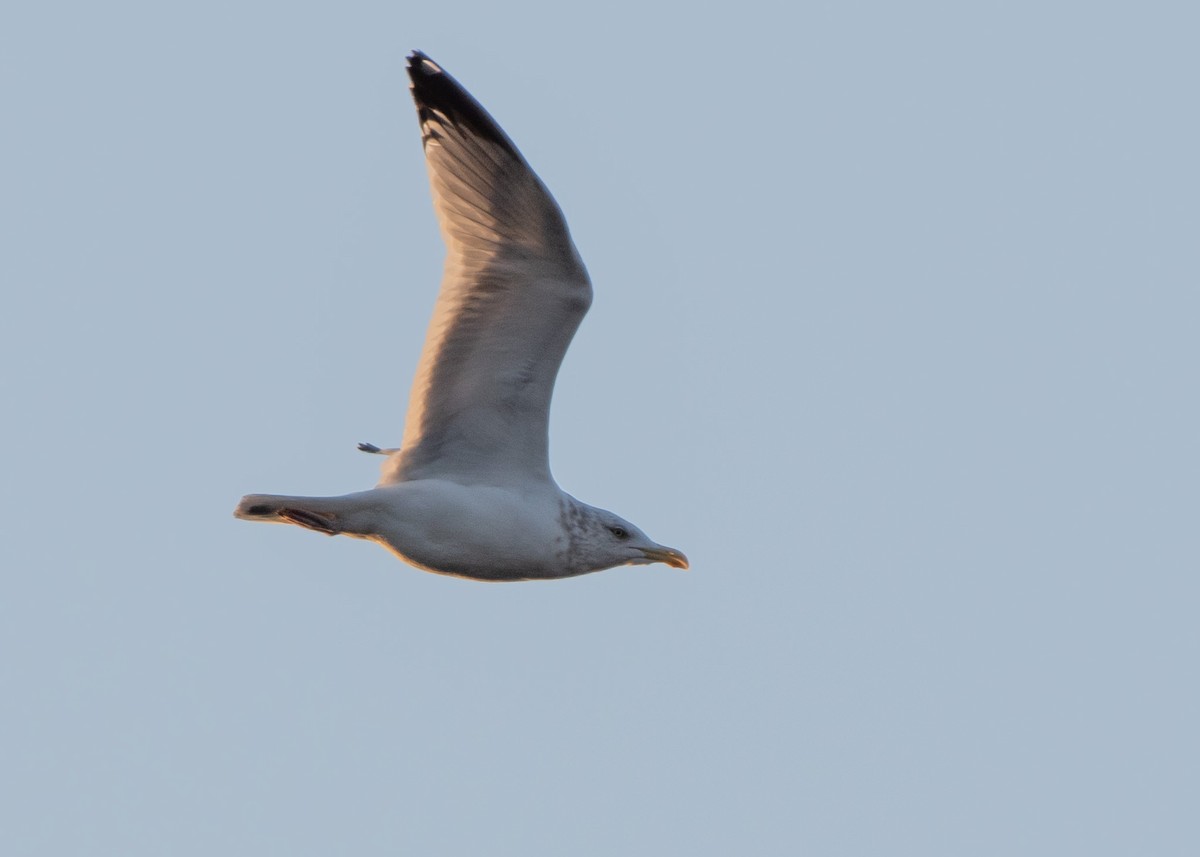 Herring Gull (American) - ML615977399