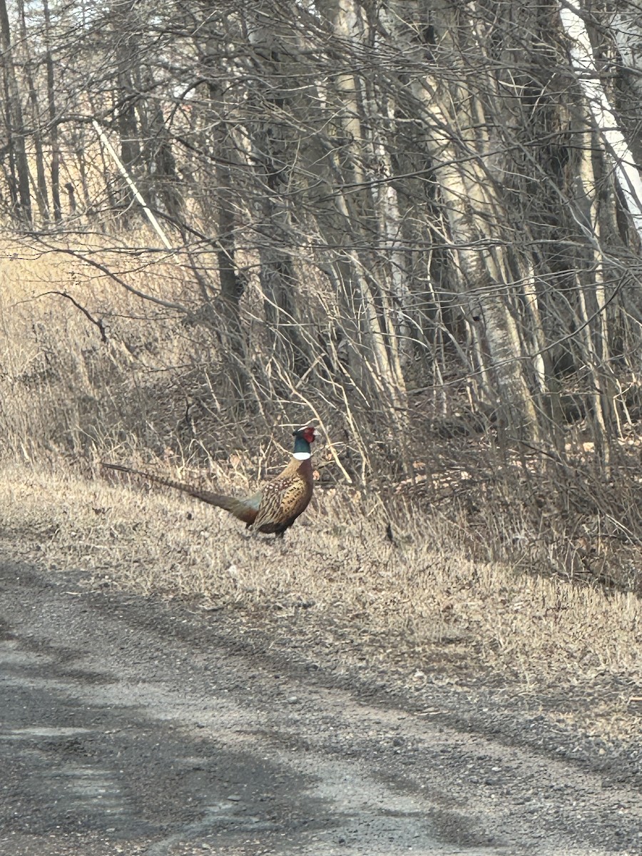 Faisai arrunta - ML615977412