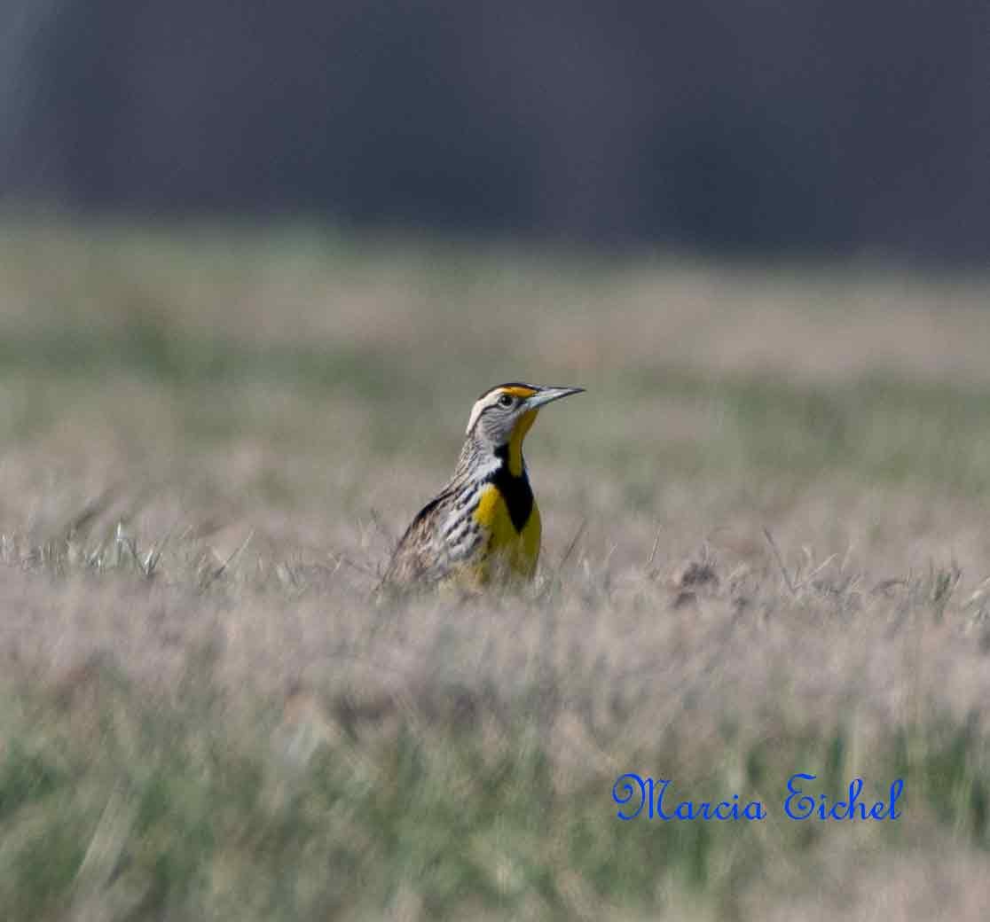 Eastern Meadowlark - Marcia Eichel