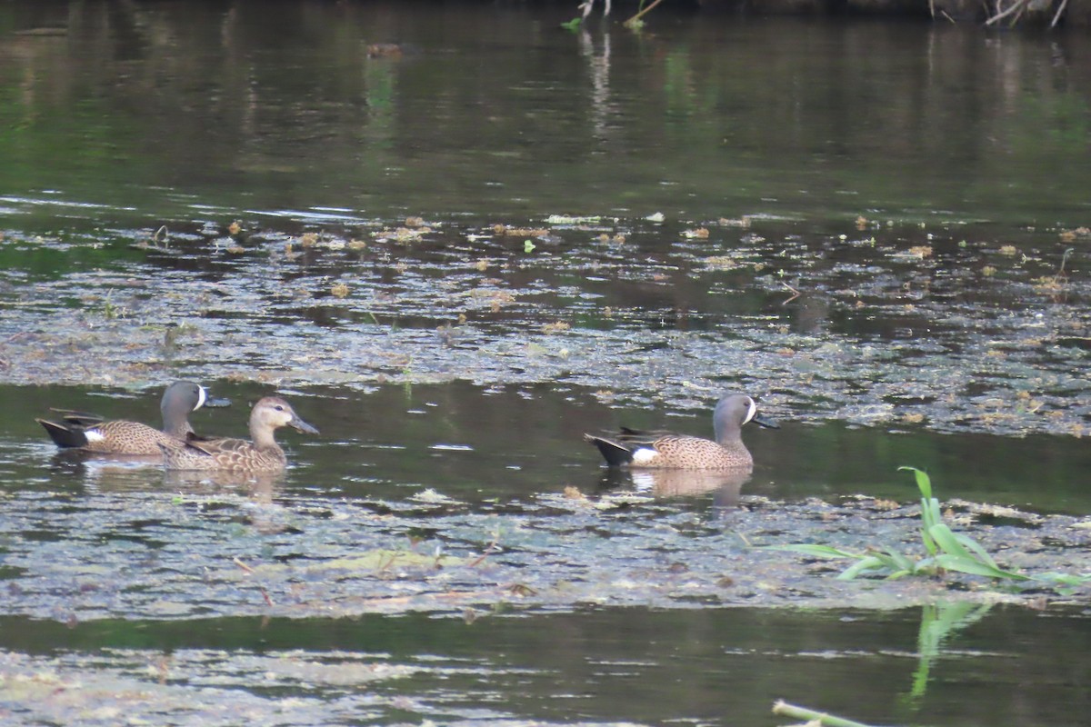 Blue-winged Teal - ML615977421